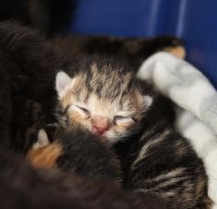 I 2019 fandt Dyrenes Beskyttelse 918 katte efterladt i kasser, tasker eller bure. Foto: Dyrenes Beskyttelse