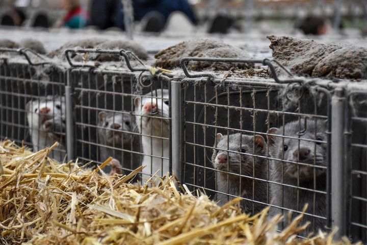 Mere end 60 dyrevelfærdsorganisationer er gået sammen i kampen for at forbyde pelsproduktion i EU. Underskriftsindsamling skal få sagen på EU-politikernes dagsorden, så et europæisk forbud kan blive en realitet. Foto: Dyrenes Beskyttelse. Til fri afbenyttelse.