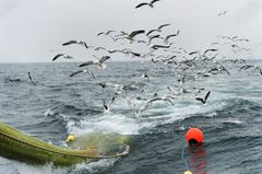Hollandsk nordsøtrawler - fiskeri efter tunge og rødspætte