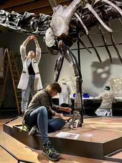 Gæsterne på museet fik en ekstra oplevelse, da konservatorer begyndte at demontere Misty - den 17 meter lange dinosaurer. Foto: Christina Egeris Vandborg, Statens Naturhistoriske Museum