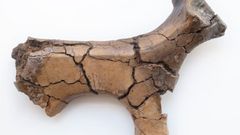Lerdyret her blev fundet under et af gulvlagene i de velbevarede huse. Det formentlig enten et stykke legetøj, eller en såkaldt ildbuk, som havde en praktisk funktion ved madlavning over ilden. Foto: Museumskoncernen ROMU