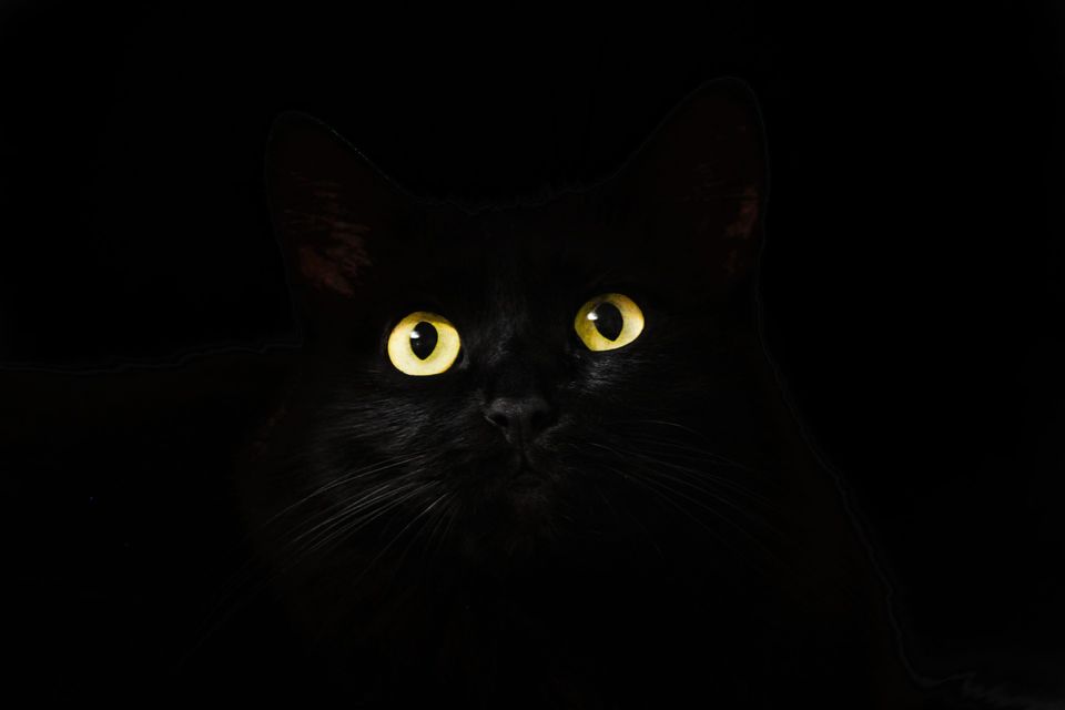 cat-in-dark (1)