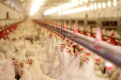 Industriel kyllingefarm med intensiv produktion af slagtekyllinger. (Foto: World Animal Protection.)