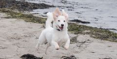 Fra den 1. oktober må man igen slippe sin hund fri på de danske kyster. Det kræver dog, at man som hundeejer har fuld kontrol over sin hund, så den ikke forstyrrer de vilde dyr og andre mennesker på stranden. Foto: Dyrenes Beskyttelse.