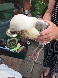 En måge blev fristet af lugten af øl, men dåsen skar i næbet og gav fuglen voldsomme skader. Heldigvis blev den reddet af frivillige i Dyrenes Beskyttelse. Foto: Dyrenes Beskyttelse. Til fri afbenyttelse.