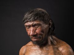 I øjenhøjde med neandertaleren, som han kan opleves på Moesgaard Museums evolutionstrappe. Neandertalernes snarrådighed er et emne, der ofte overrasker. Forskningen viser, at neandertalerne var langt fra det gængse billede af et primitivt hulemenneske, som de ofte er blevet fremstillet. Foto: Moesgaard Museum