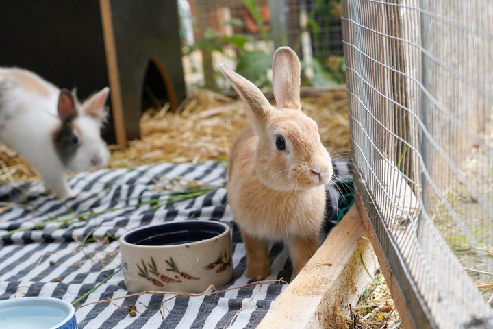 En misforståelse af kaniners behov, får mange mennesker til at opgive deres kaniner. Dette ses i en stigning af kaniner på Dyrenes Beskyttelses internater, og foreningen opfordrer derfor til, at sætte sig godt ind i kaniners behov inden, man anskaffer dem. Foto: Dyrenes Beskyttelse. Til fri afbenyttelse.