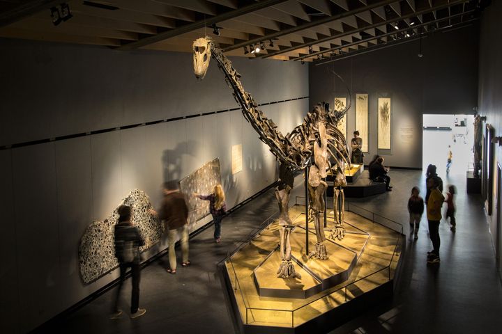 Misty, Zologisk Museums 17 m lange Diplodicus, bliver pakket ned efter den 23. oktober , for at indtage sin plads i den nye museumsbygning i Botanisk Have, som står klar til at modtage publikum om et par år.  Foto: Jens Astrup, Statens Naturhistoriske Museum