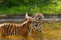 Knuthenborg Safaripark har sammen med Dyrenes Beskyttelse og med støtte fra QATO Fonden designet et tigeranlæg, der skal huse pensionerede cirkustigere og på sigt andre såkaldte ’rescue-tigere’. Anlægget bliver det største af sin slags i Europa, hvor tigerne kan være ude hele året. Foto: Dyrenes Beskyttelse. Til fri afbenyttelse.