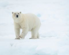 Isbjørn i Svalbard, Norge. Foto af: Richard Barrett / WWF