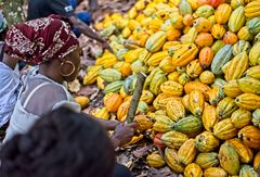 Kakaohøst i Vestafrika - Fairtrade