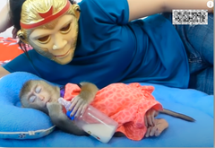 Videoer med aber og andre dyr, der forskrækkes af folk iført skræmmende masker er et hit på sociale medier. Foto: YouTube