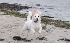 Fra den 1. oktober må hunde igen gå uden snor på de danske strande. Slip dog aldrig din hund løs, hvis ikke du har fuld kontrol over den lyder rådet fra Dyrenes Beskyttelse. Foto: Dyrenes Beskyttelse. Til fri afbenyttelse.