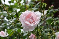 Rosen er en af de mest klassiske blomster, men alligevel afholder mange sig fra at dyrke blomsten.  Det er ifølge planteekspert en skam, for rosen er slet ikke så svær at holde, som den har ry for. Foto: PR.