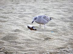 Det forventes, at flere danskere kommer til at tilbringe sommeren i Danmark i år. Det kan skabe mere affald på strandene, hvilket er en regulær dødsdom for fugle og andre vilde dyr. Foto: Dyrenes Beskyttelse. Til fri afbenyttelse.