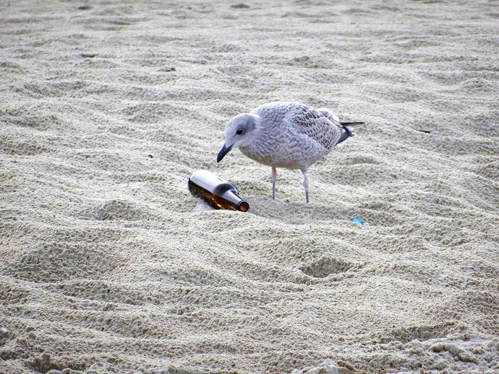 Det forventes, at flere danskere kommer til at tilbringe sommeren i Danmark i år. Det kan skabe mere affald på strandene, hvilket er en regulær dødsdom for fugle og andre vilde dyr. Foto: Dyrenes Beskyttelse. Til fri afbenyttelse.
