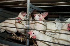 Fødevarevirksomheder over hele Europa, opfordrer til, at høns i bure skal udfases.