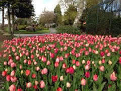 Op imod 100.000 tulipaner og andre blomster er klar til åbningen af Jesperhus Blomsterpark Kr. Himmelfartsdag.