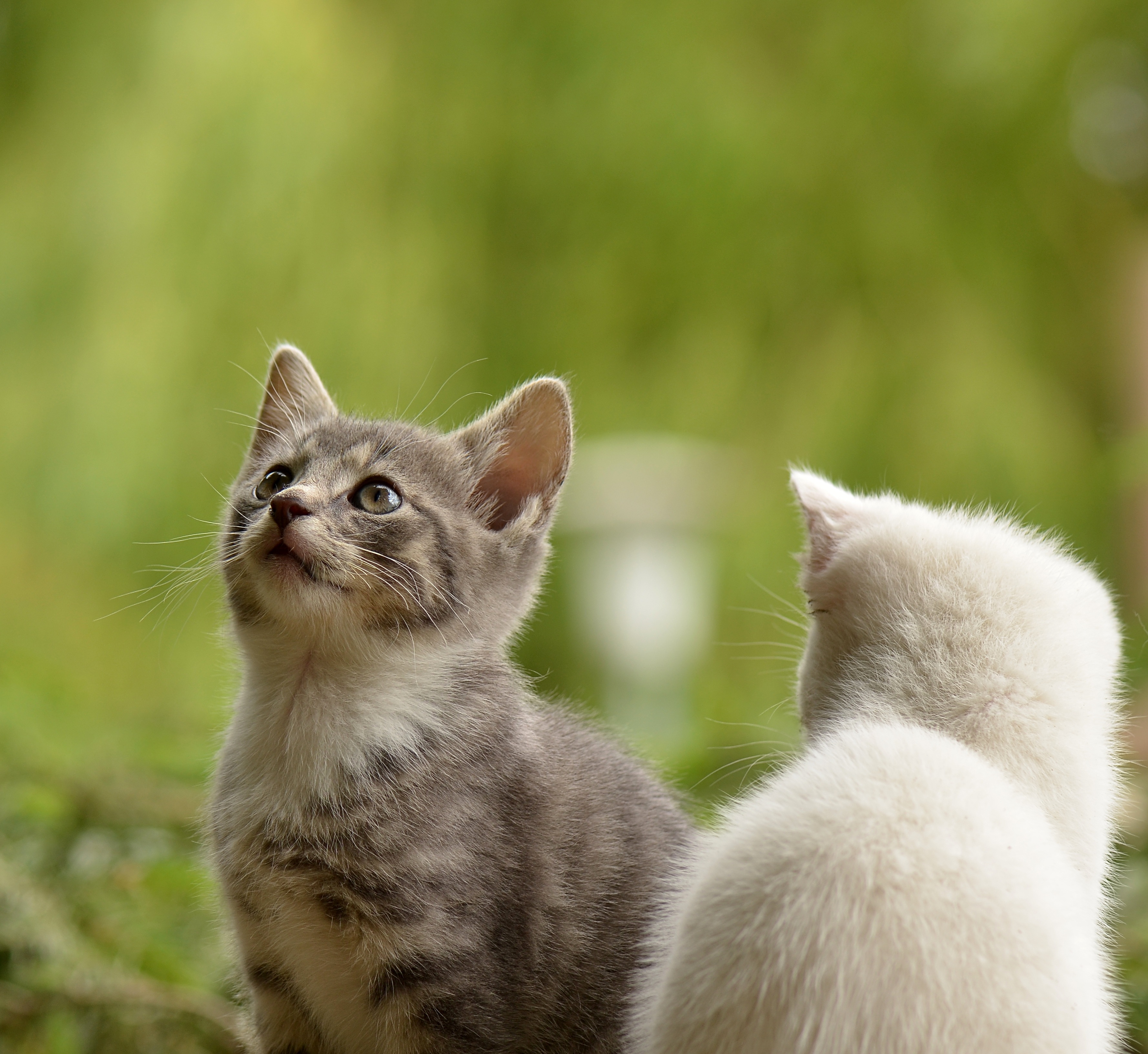 Tusindvis af dumpet – se dyreekspertens råd til ansvarlige katteejere | Plantorama