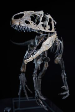 Original skeleton of the youngest allosaurus ever found "LITTLE AL" in the Dinosaur Museum Altmühltal,©Manuel Ringlstetter, Dinosaurier Museum Altmühltal