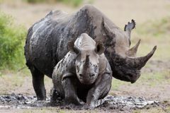 Copyright: naturepl.com / Denis Huot / WWF