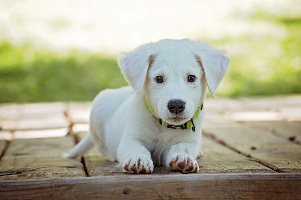lærebog fraktion roterende Tyggegummi kan være giftigt for hunden | Agria Dyreforsikring