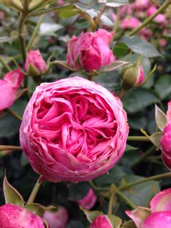 Roser findes i et væld af sorter og er en af de få blomster, der kan blomstre fra Sankt Hans-tid og helt indtil, at frosten sætter ind. Foto: PR.