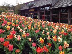 Op imod 100.000 tulipaner og andre blomster er klar til åbningen af Jesperhus Blomsterpark Kr. Himmelfartsdag.
