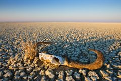 Kranie fra et dødt dyr i et tørkeramt område i Namibia. Foto:© naturepl.com  / Tony Heald / WWF