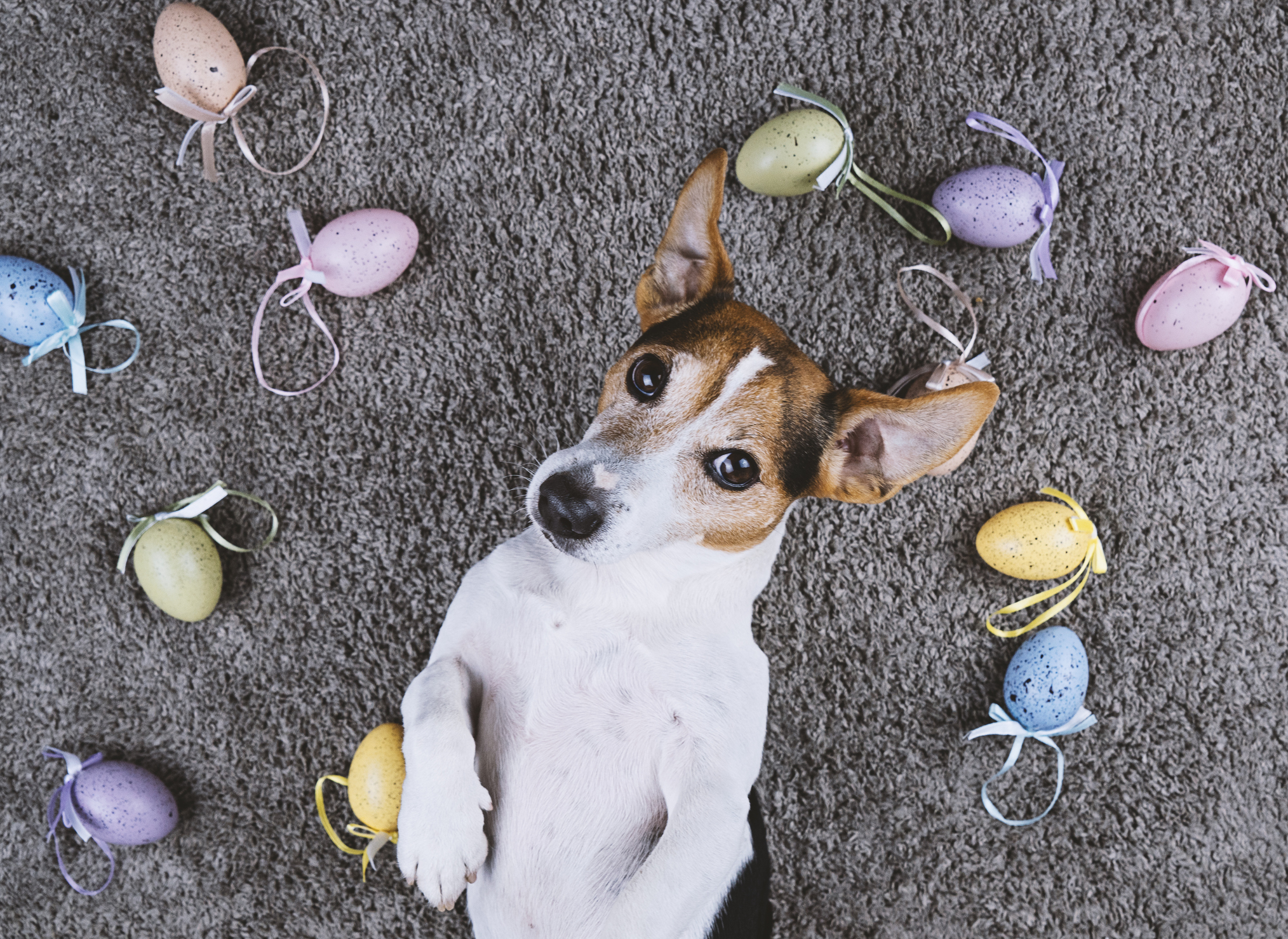 Gulerod flise skildring Påsken er livsfarlig for dine kæledyr | Agria Dyreforsikring