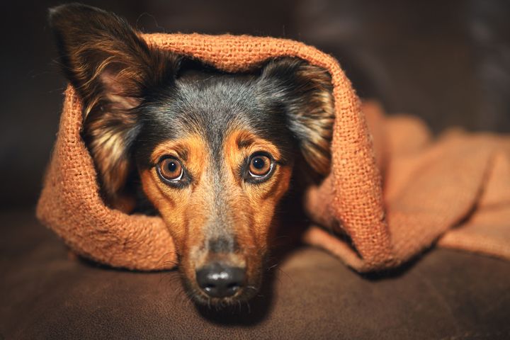Forsendelse Suradam slot Sådan hjælper du hunden helskindet gennem nytårsaften | Agria Dyreforsikring
