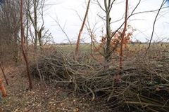 På arealer ved rastepladser bliver store sten og fældede træer til levesteder for firben og et væld af insekter. Foto: Vejdirektoratet.