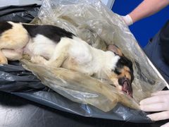 Dyrlægens obduktionsrapport fastslog, at denne hund var sultet ihjel. Foto: Dyrenes Beskyttelse. Til fri afbenyttelse