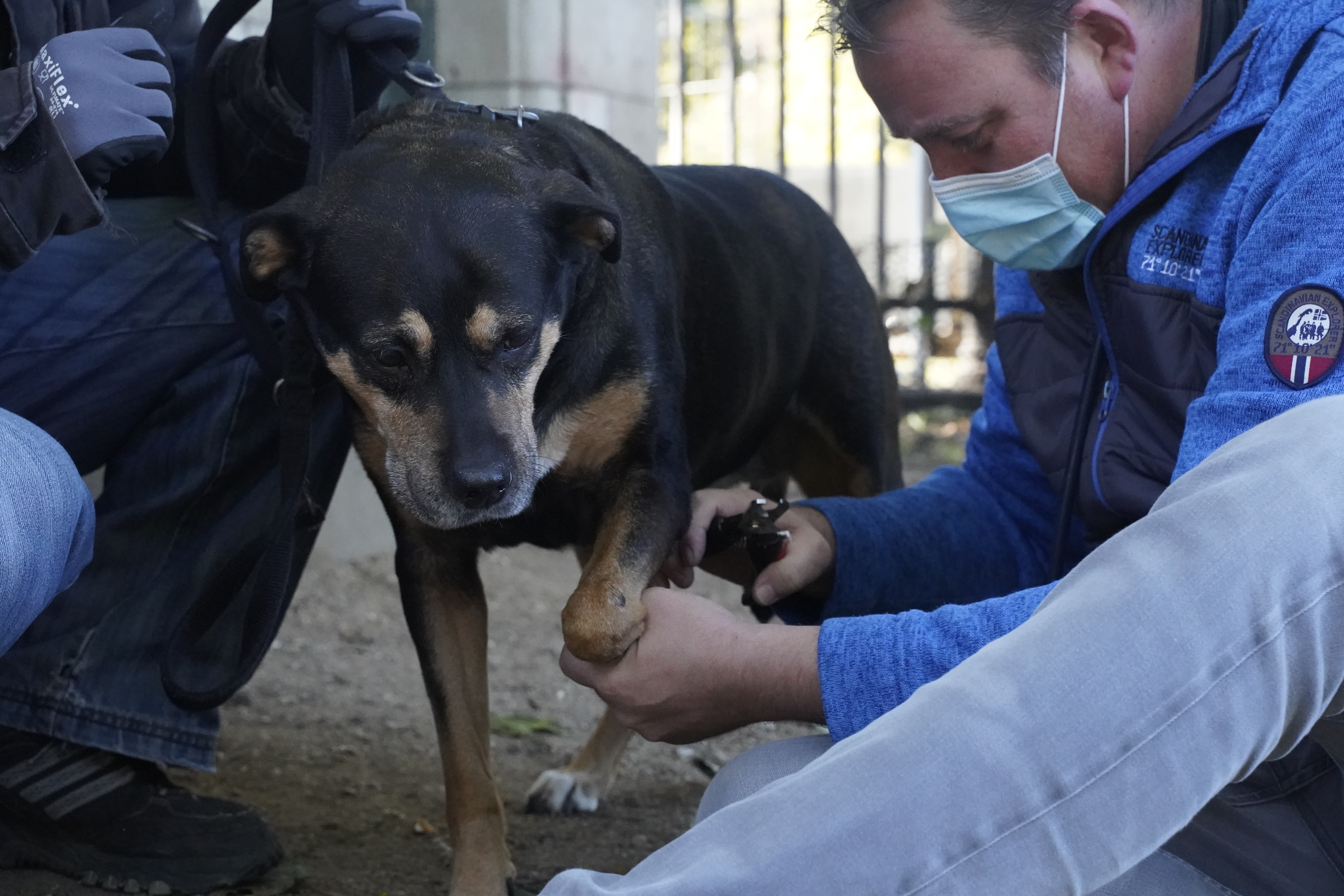 Beskyttelse fusionerer med Hjemløsedyrlægerne: Sammen de gadens hunde | Dyrenes Beskyttelse