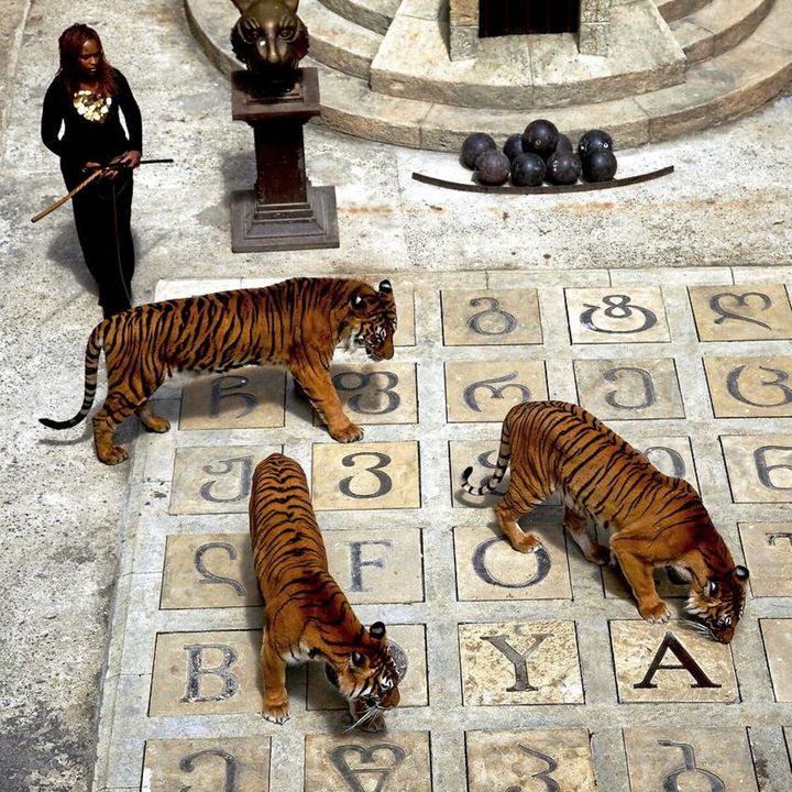 Det er slut med Monique og tigrene i Fangerne På Fortet efter pres fra World Animal Protection. Foto: TV3/Viaplay