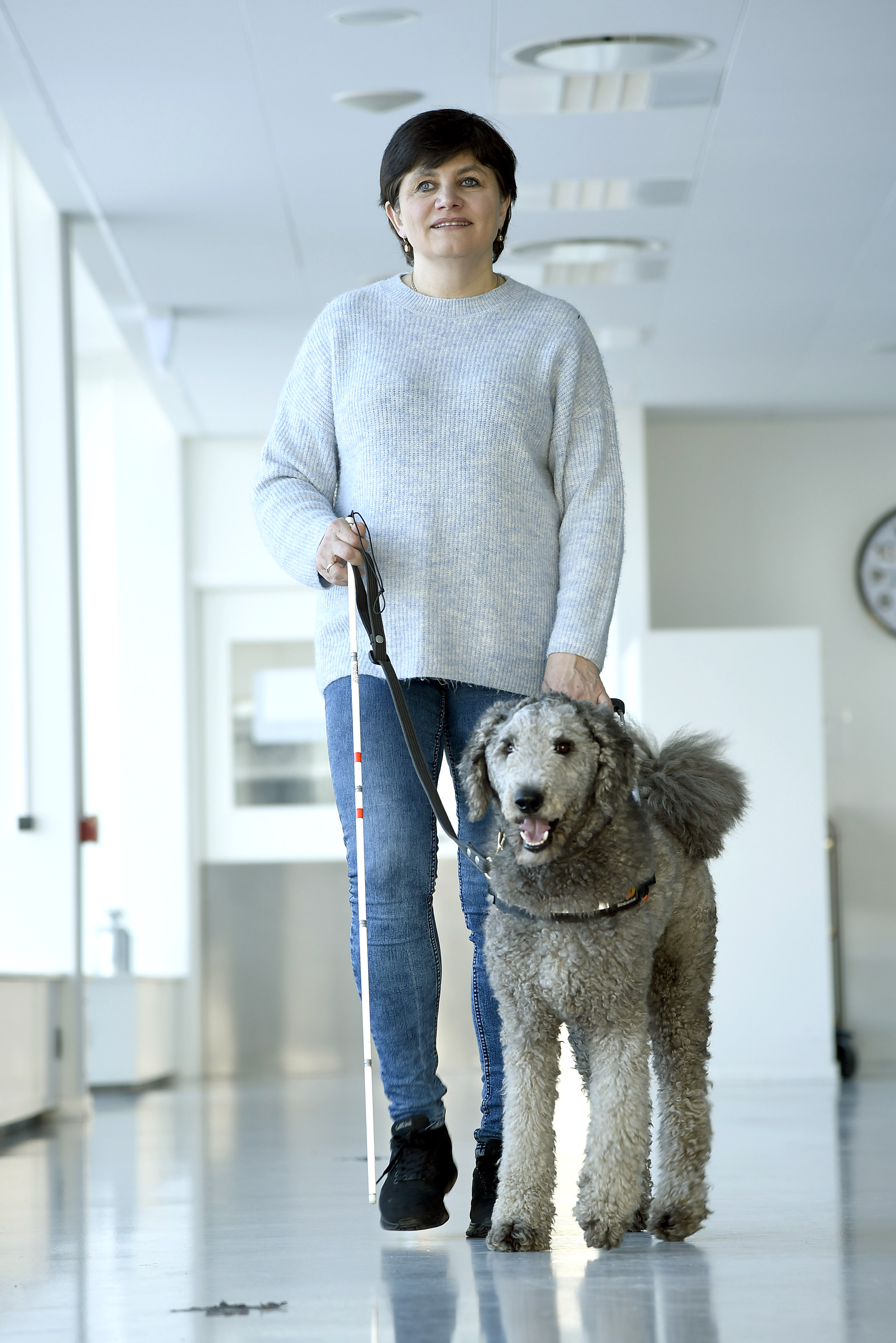 Førerhunde trænes i modstå | Dansk Blindesamfund