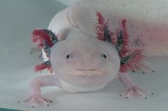 Axolotlen har en fantastisk evne til at regenerere sig selv, fx dele af hjertet, øje, indvolde, lever og hele lemmer som ben og hale. Den kan man opleve på Steno Museet i efterårsferien. Foto: Niels Sloth, www.biopix.dk