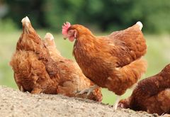 EUs accept af End The Cage Age får stor positiv betydning for millioner af høns og andre tremmedyr i EU, der kan se frem til bedre dyrevelfærd. (Foto: World Animal Protection)