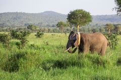 60 elefanter i Tanzanias vildtreservat, Selous, får GPS-halsbånd på af WWF og Tanzanias regering. De skal beskytte dem imod krybskytteri. Der er kun 15.000 elefanter tilbage i Selous. Foto: Rob Beechey/WWF