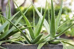 Aloe vera-planten har gennem flere årtusinder været anset som alternativ medicin. Jesper Hummeluhr, der er planteentusiast og har arbejdet med Aloe vera-planten i 30 år, er glad for, at plantens egenskaber nu tages mere seriøst. Foto: PR.