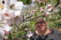 I år er det ikke svært at finde bierne i æbleblomsterne. Det tyder på en god bestøvning. Fotograf Benny Gade