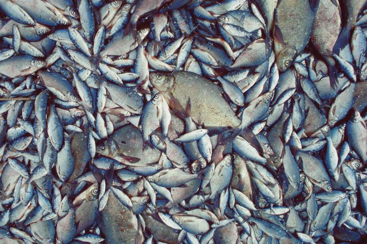 Brasen og skaller er nogle af de fisk, der skal fiskes op af Snesere Sø for at skabe en bedre biodiversitet og et bedre vandmiljø i søen. Foto: BioApp