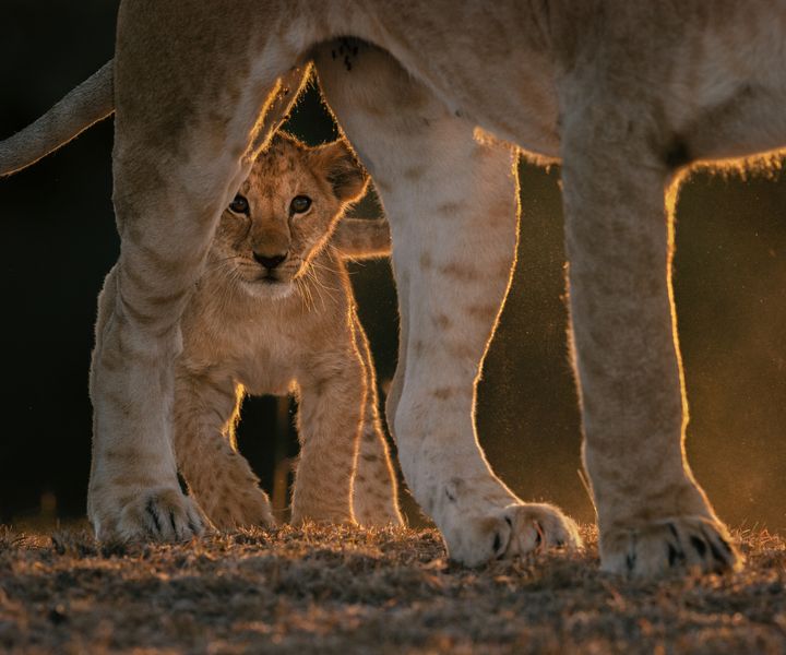 Løver i Maasai Mara. Arkivfoto af: Greg du Toit / WWF
