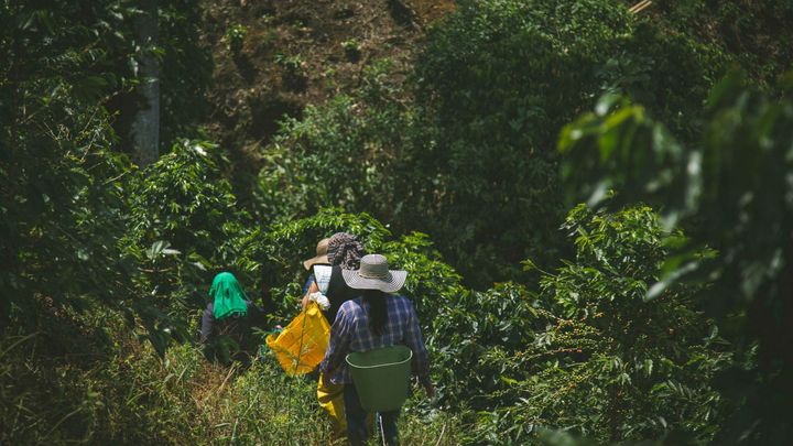 Kaffefarm i Colombia. Foto: Canva