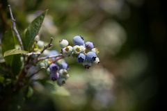 Økologiske blåbær fra Thy, Foto : Thy Økobær