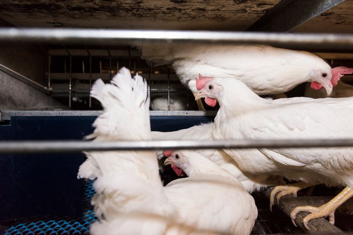 6 ud af 10 danskere er enige i, at æg fra burhøns bør forbydes, ifølge en undersøgelse fra Epinion. Foto: Dyrenes Beskyttelse