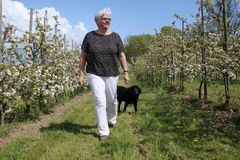 Træerne står i lange rækker og er et smukt syn midt i blomstringstiden. Fotograf Benny Gade