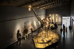 Museets store dinosaur Misty. Foto: Jens Astrup, Statens Naturhistoriske Museum