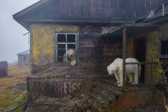 © Dmitry Kokh vandt katagorien 'Byens dyreliv' med sine fotos af isbjørne i en forladt bosættelse.