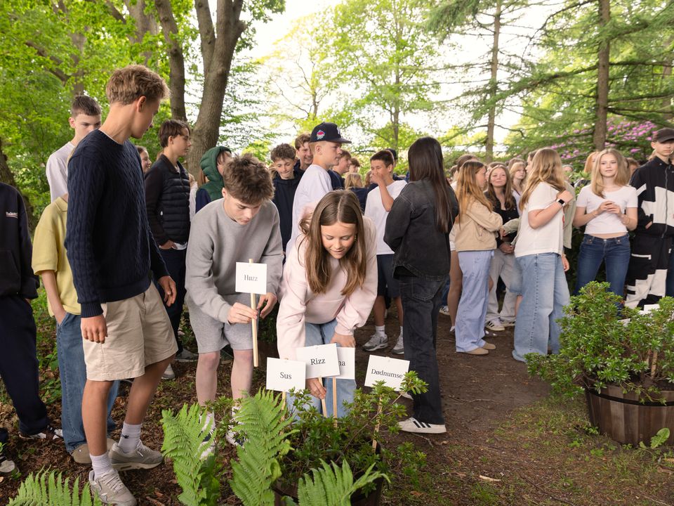 Spirende ord 2025. Elever fra skoler i Nordsjælland planter ord i Nivaagaards Park. Fotograf David Kahr